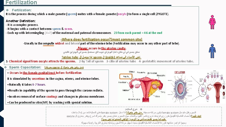 Fertilization v Fertilization: It is the process during which a male gamete (sperm) unites