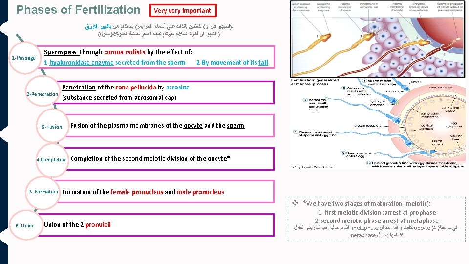 Phases of Fertilization Very very important )ﺍﻧﺘﺒﻬﻮﺍ ﻓﻲ ﺍﻭﻝ ﻧﻘﻄﺘﻴﻦ ﺑﺎﻟﺬﺍﺕ ﻋﻠﻰ ﺃﺴﻤﺎﺀ ﺍﻻﻧﺰﺍﻳﻤﺰ(