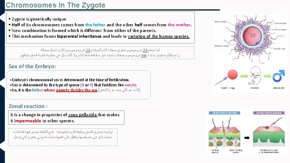 Chromosomes In The Zygote • Zygote is genetically unique. • Half of its chromosomes