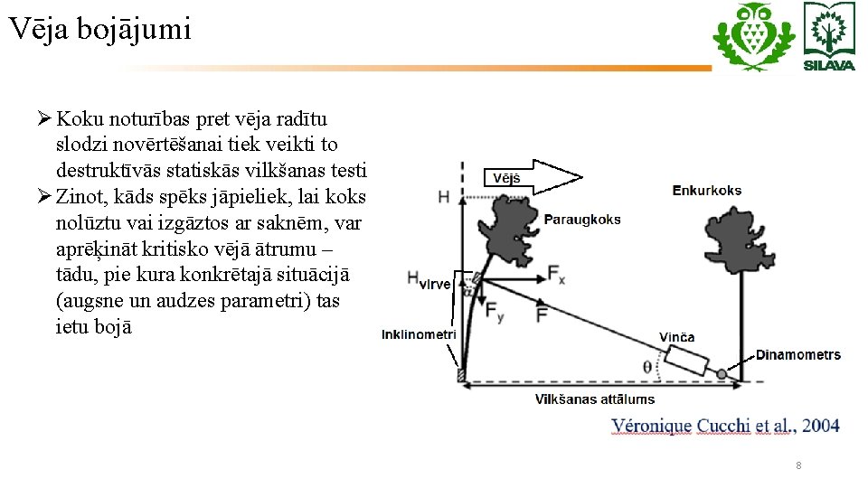 Vēja bojājumi Ø Koku noturības pret vēja radītu slodzi novērtēšanai tiek veikti to destruktīvās