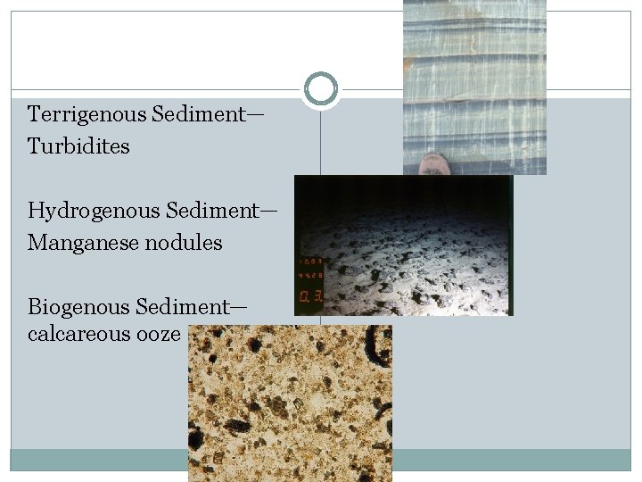 Terrigenous Sediment— Turbidites Hydrogenous Sediment— Manganese nodules Biogenous Sediment— calcareous ooze 