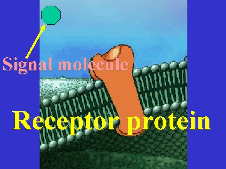 Signal molecule Receptor protein 