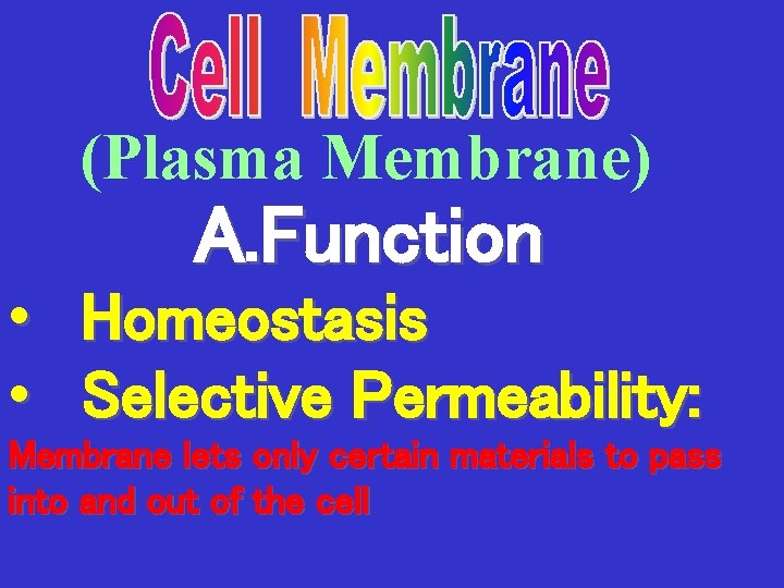 (Plasma Membrane) A. Function • • Homeostasis Selective Permeability: Membrane lets only certain materials