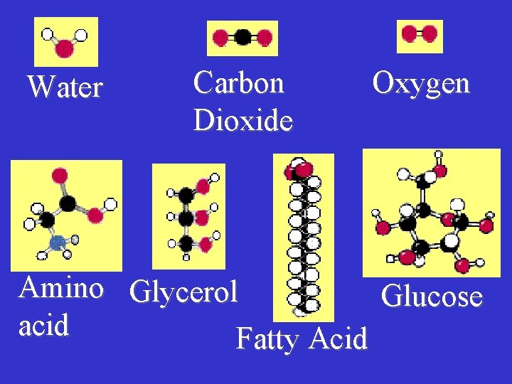 Water Carbon Dioxide Oxygen Amino Glycerol Glucose acid Fatty Acid 