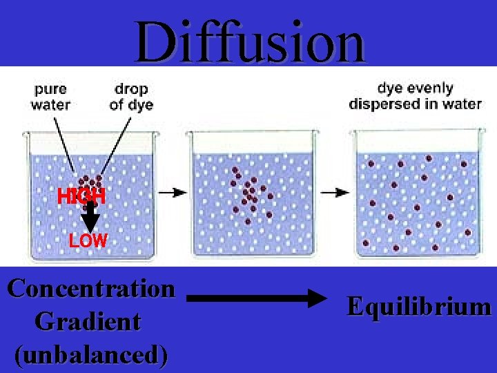 Diffusion HIGH LOW Concentration Gradient (unbalanced) Equilibrium 
