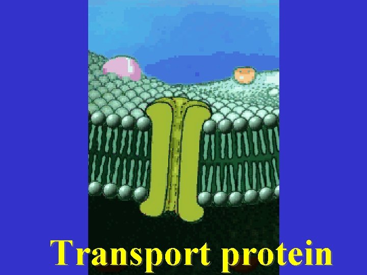 Transport protein 