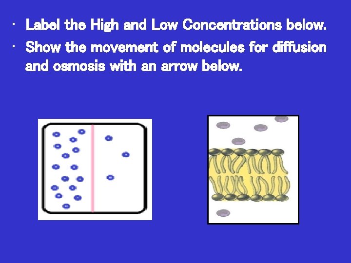  • Label the High and Low Concentrations below. • Show the movement of