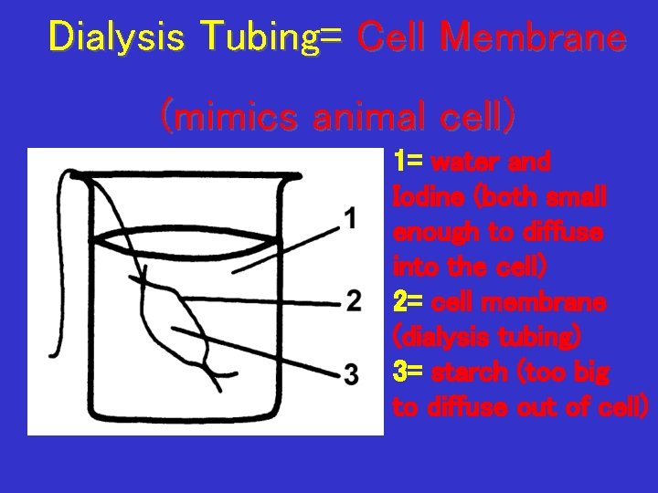 Dialysis Tubing= Cell Membrane (mimics animal cell) 1= water and Iodine (both small enough