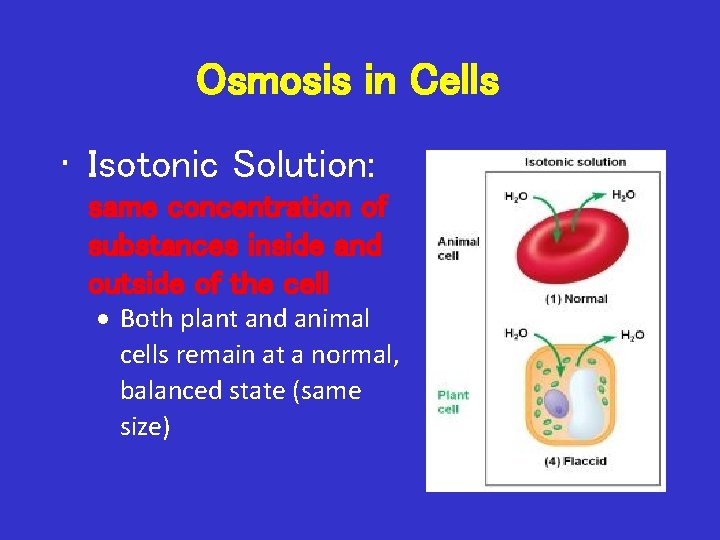 Osmosis in Cells • Isotonic Solution: same concentration of substances inside and outside of