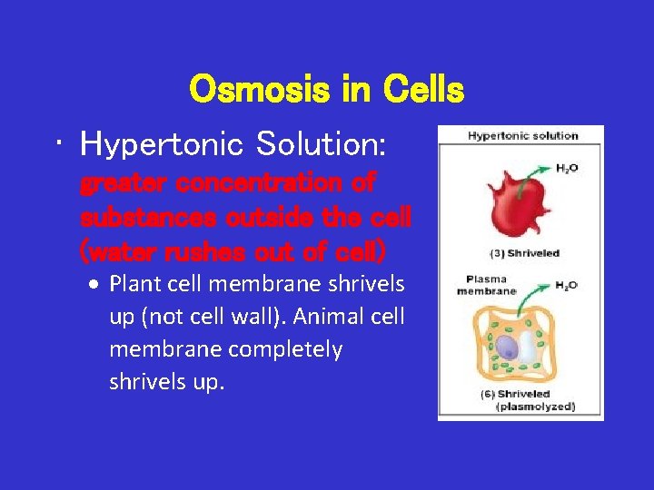 Osmosis in Cells • Hypertonic Solution: greater concentration of substances outside the cell (water