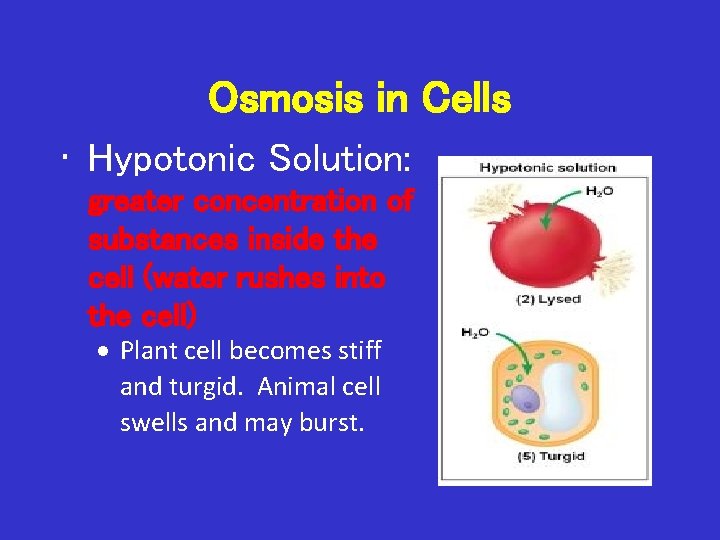 Osmosis in Cells • Hypotonic Solution: greater concentration of substances inside the cell (water
