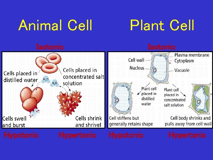 Animal Cell Plant Cell Isotonic Hypotonic Hypertonic 