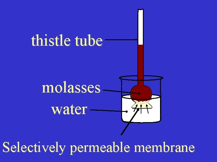 thistle tube molasses water Selectively permeable membrane 