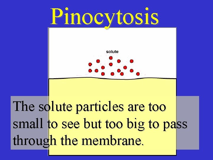 Pinocytosis The solute particles are too small to see but too big to pass