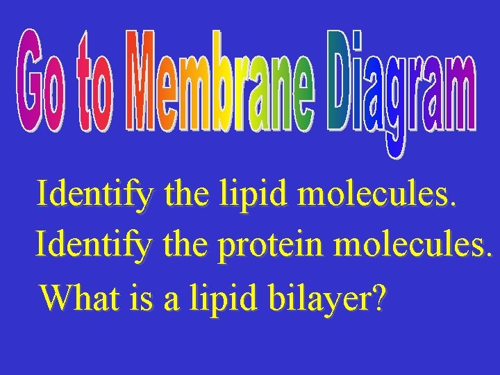 Identify the lipid molecules. Identify the protein molecules. What is a lipid bilayer? 