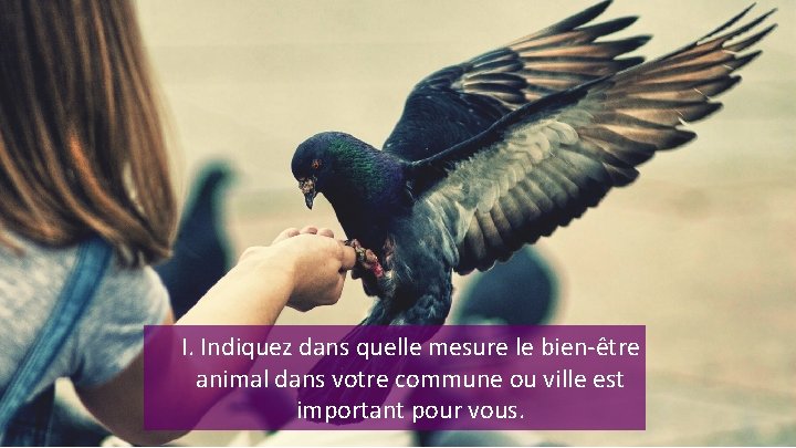 I. Indiquez dans quelle mesure le bien-être animal dans votre commune ou ville est