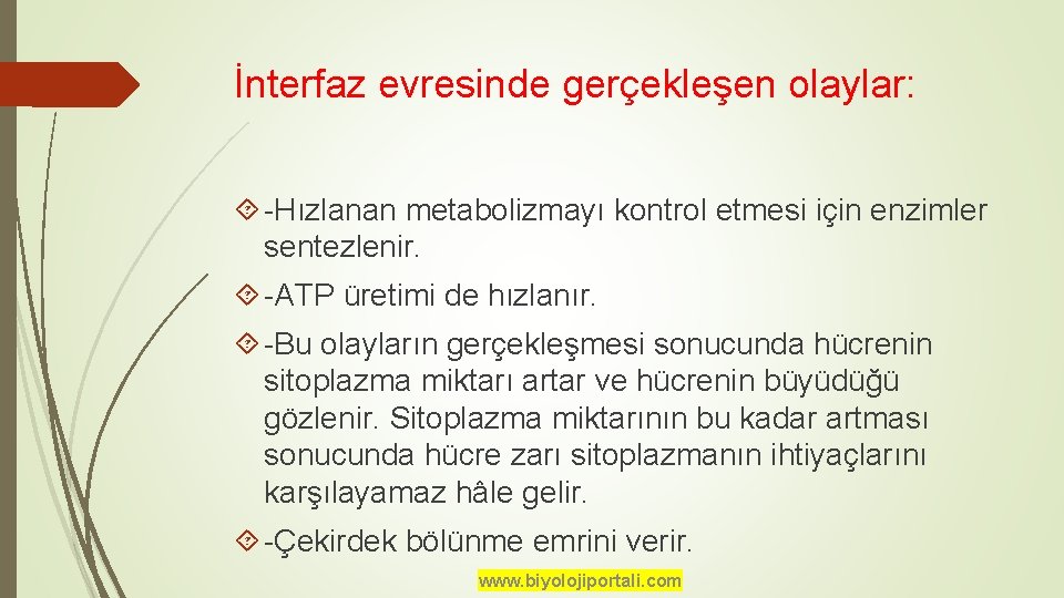 İnterfaz evresinde gerçekleşen olaylar: -Hızlanan metabolizmayı kontrol etmesi için enzimler sentezlenir. -ATP üretimi de