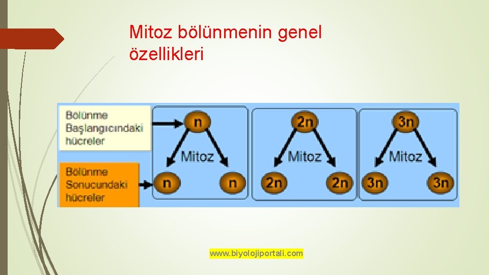 Mitoz bölünmenin genel özellikleri www. biyolojiportali. com 
