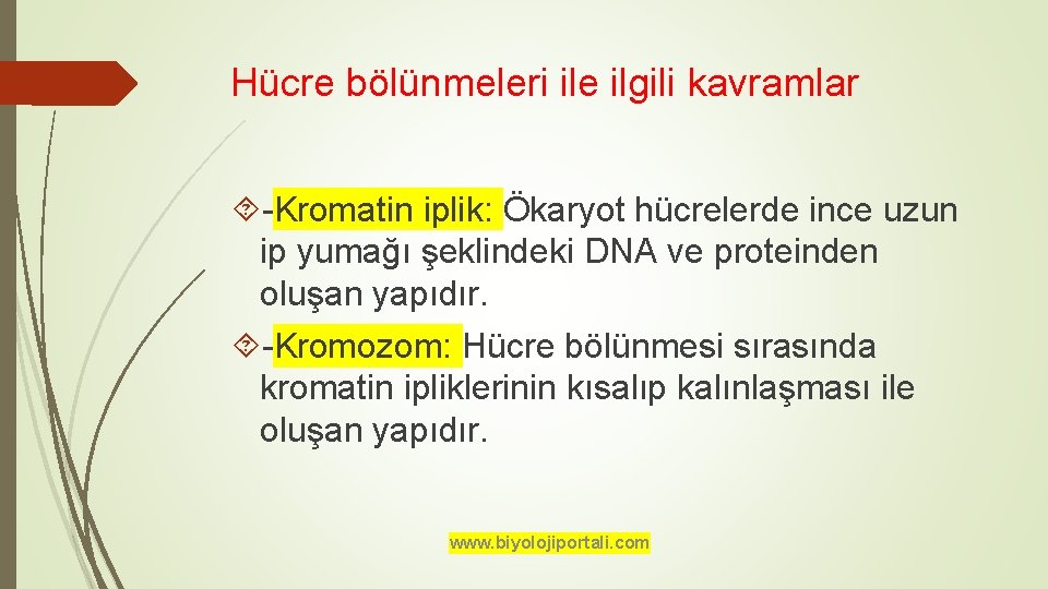 Hücre bölünmeleri ile ilgili kavramlar -Kromatin iplik: Ökaryot hücrelerde ince uzun ip yumağı şeklindeki