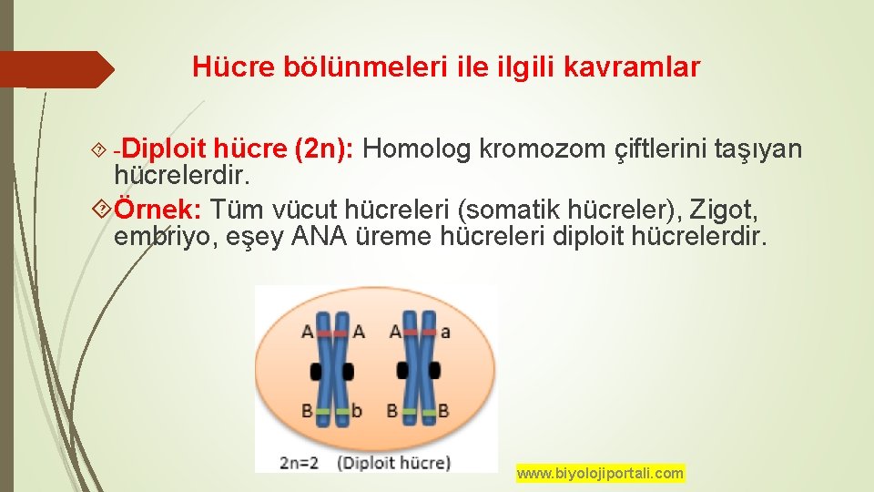 Hücre bölünmeleri ile ilgili kavramlar -Diploit hücre (2 n): Homolog kromozom çiftlerini taşıyan hücrelerdir.