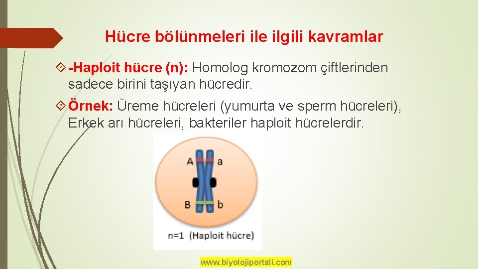 Hücre bölünmeleri ile ilgili kavramlar -Haploit hücre (n): Homolog kromozom çiftlerinden sadece birini taşıyan