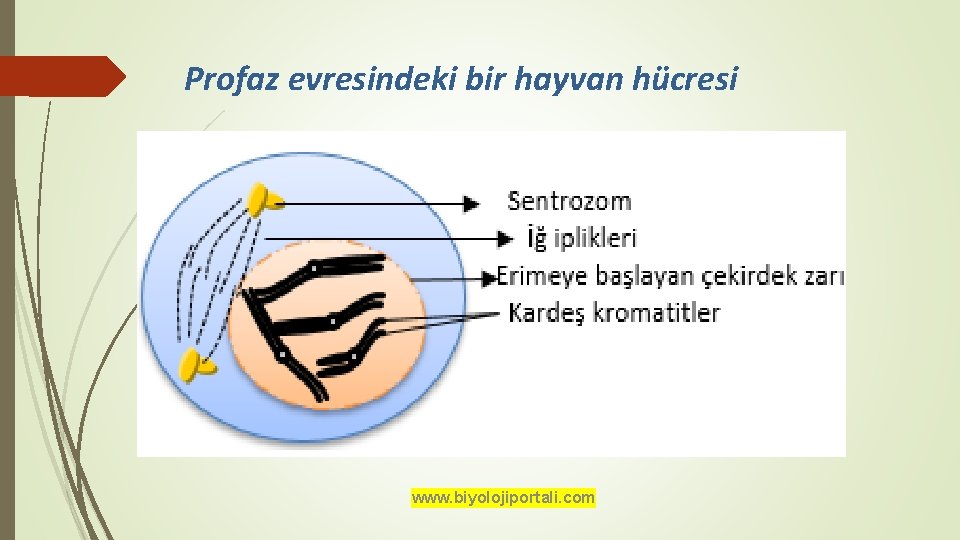 Profaz evresindeki bir hayvan hücresi www. biyolojiportali. com 