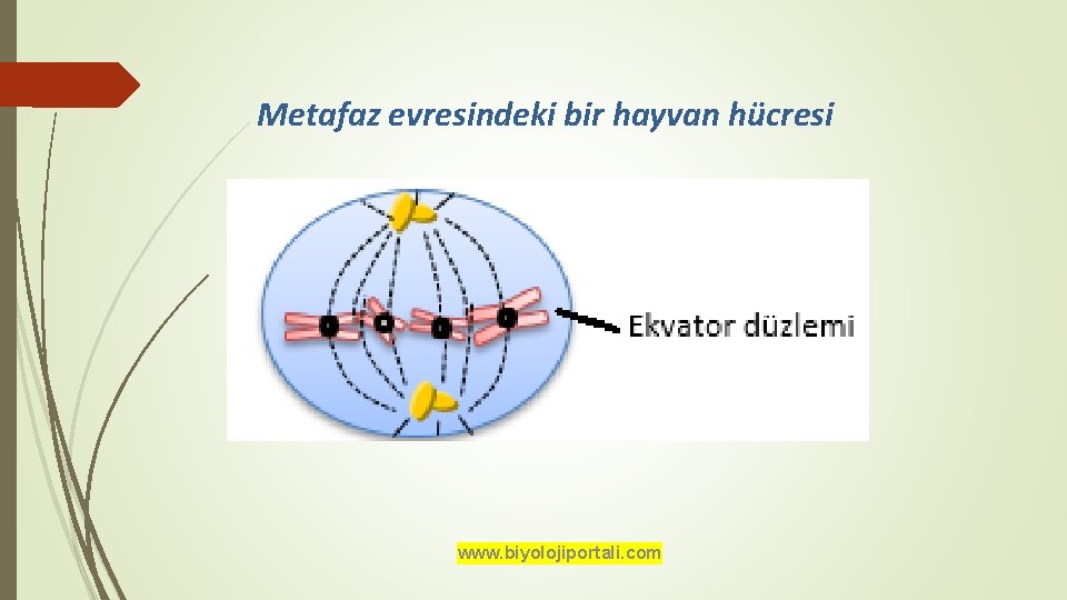 Metafaz evresindeki bir hayvan hücresi www. biyolojiportali. com 