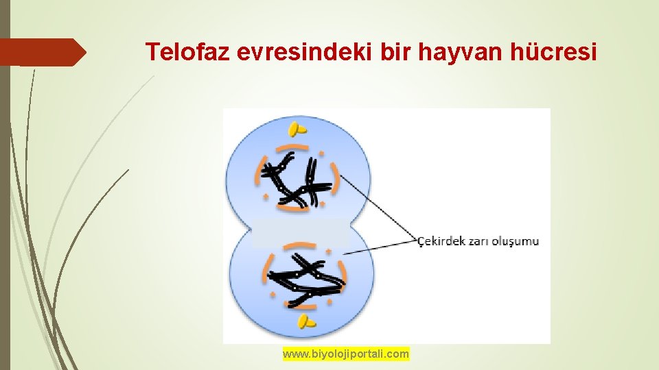Telofaz evresindeki bir hayvan hücresi www. biyolojiportali. com 