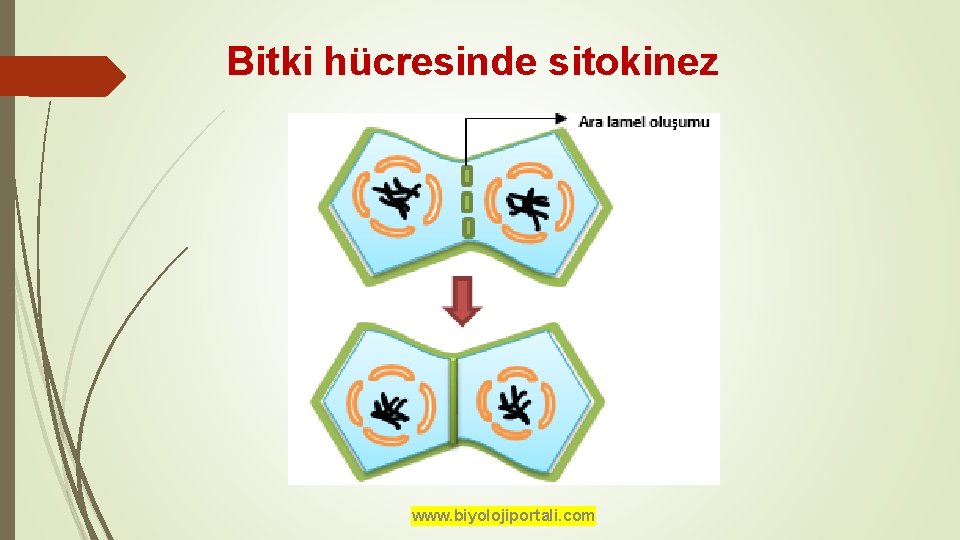 Bitki hücresinde sitokinez www. biyolojiportali. com 