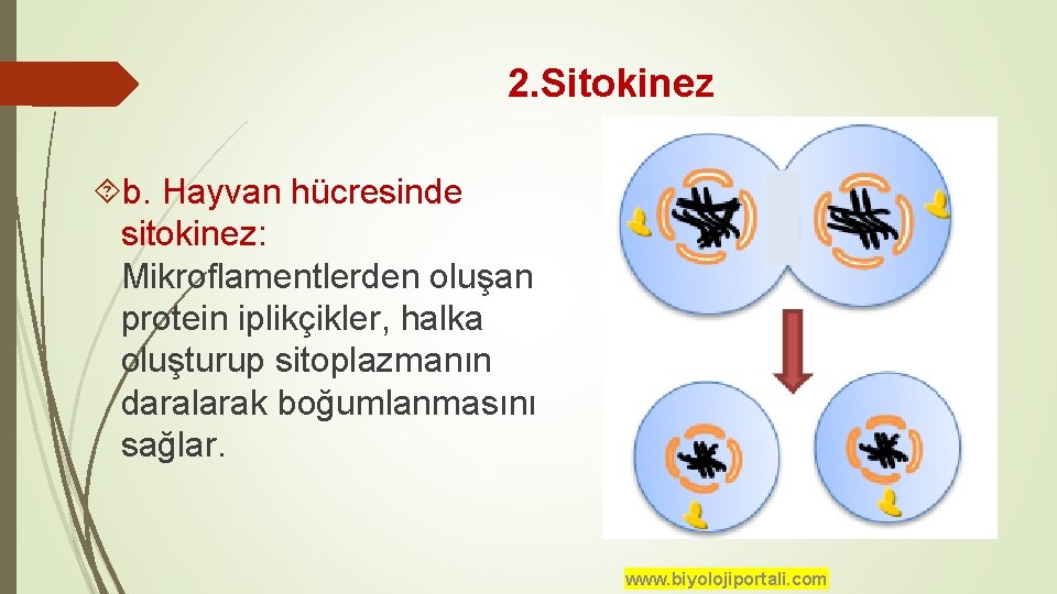 2. Sitokinez b. Hayvan hücresinde sitokinez: Mikroflamentlerden oluşan protein iplikçikler, halka oluşturup sitoplazmanın daralarak