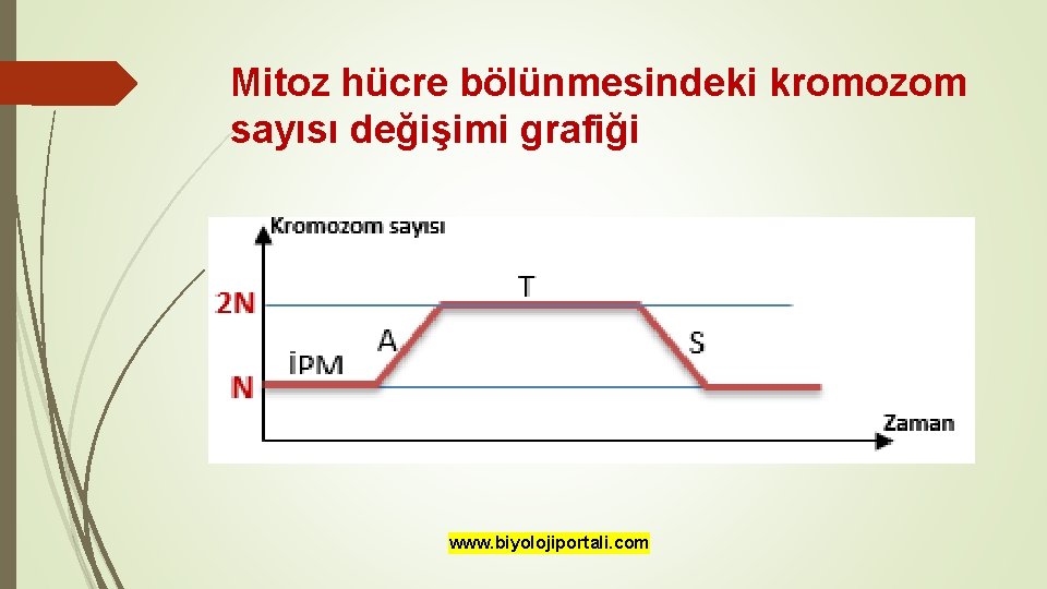 Mitoz hücre bölünmesindeki kromozom sayısı değişimi grafiği www. biyolojiportali. com 