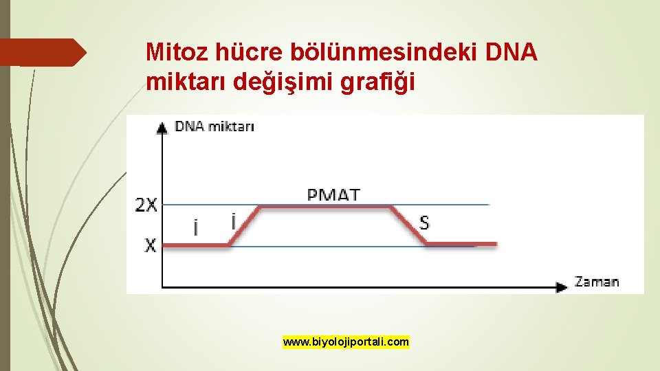 Mitoz hücre bölünmesindeki DNA miktarı değişimi grafiği www. biyolojiportali. com 