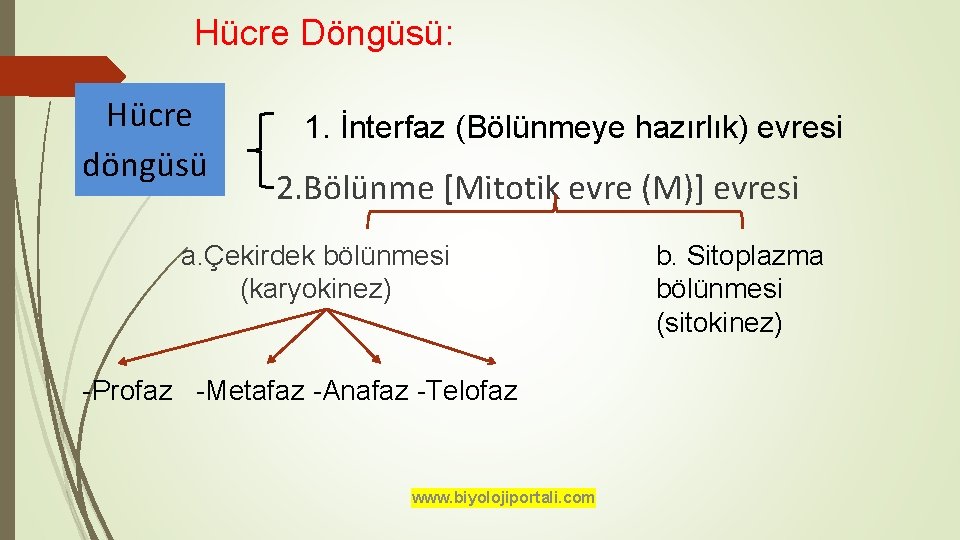 Hücre Döngüsü: Hücre döngüsü 1. İnterfaz (Bölünmeye hazırlık) evresi 2. Bölünme [Mitotik evre (M)]