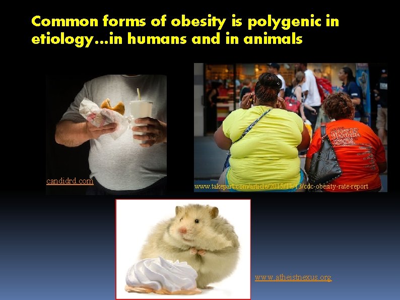 Common forms of obesity is polygenic in etiology…in humans and in animals candidrd. com