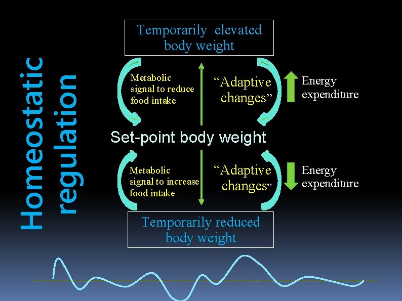 Homeostatic regulation Temporarily elevated body weight Metabolic signal to reduce food intake “Adaptive changes”