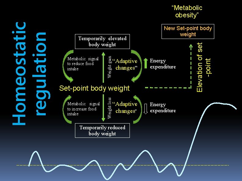 “Adaptive changes” New Set-point body weight Energy expenditure Set-point body weight Metabolic signal to