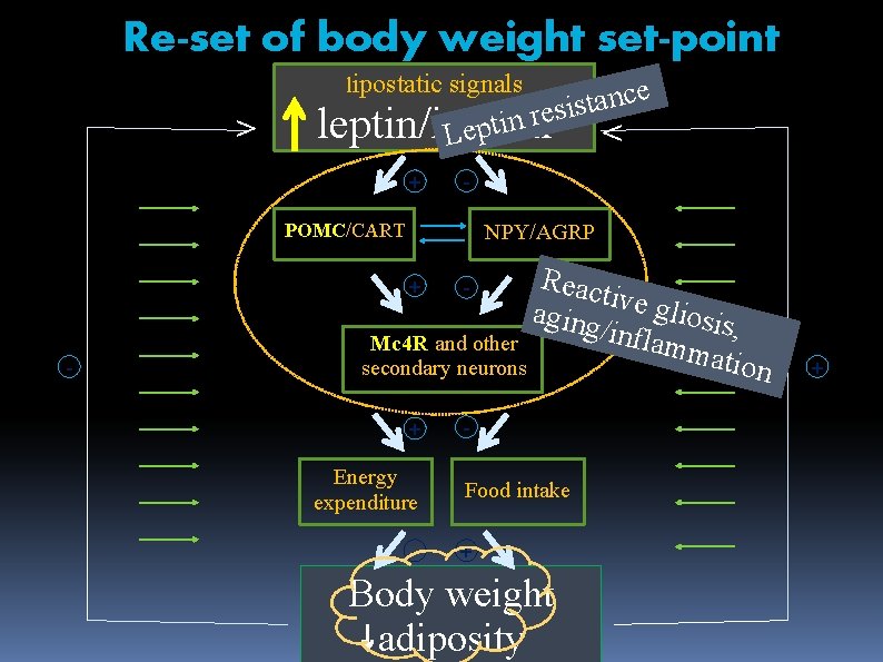 Re-set of body weight set-point lipostatic > signals e c n a t s