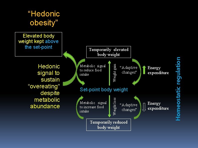 “Hedonic obesity” “Adaptive changes” Energy expenditure Set-point body weight Metabolic signal to increase food