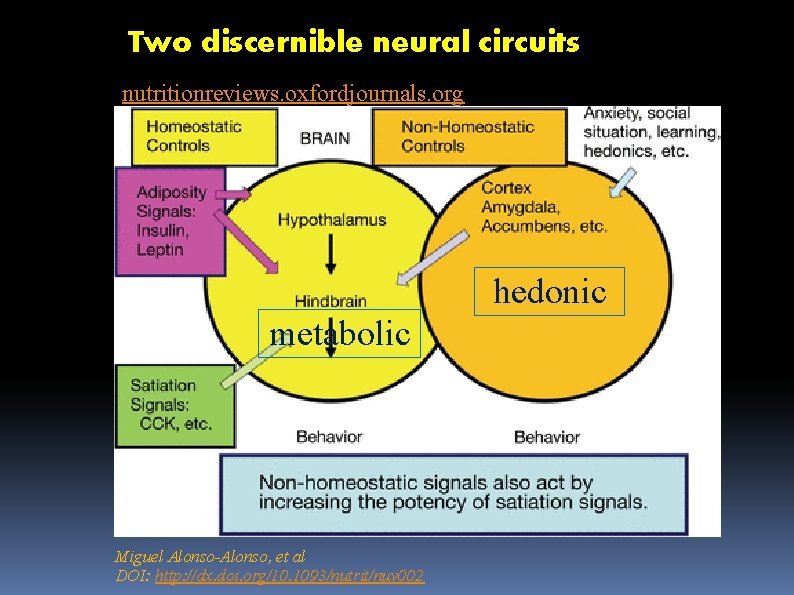 Two discernible neural circuits nutritionreviews. oxfordjournals. org hedonic metabolic Miguel Alonso-Alonso, et al DOI: