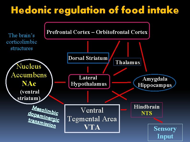 Hedonic regulation of food intake The brain’s corticolimbic structures Prefrontal Cortex – Orbitofrontal Cortex