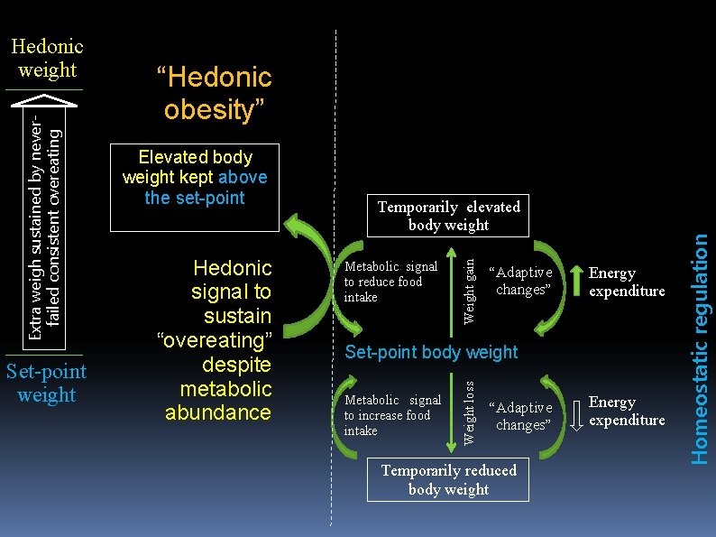 Hedonic signal to sustain “overeating” despite metabolic abundance Temporarily elevated body weight Metabolic signal