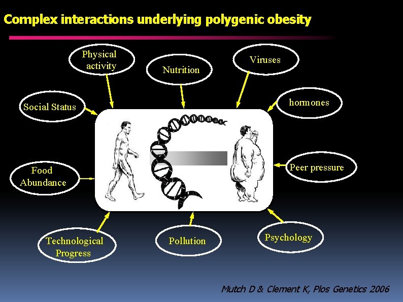 Complex interactions underlying polygenic obesity Physical activity Nutrition hormones Social Status Peer pressure Food