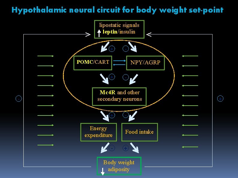 Hypothalamic neural circuit for body weight set-point > lipostatic signals leptin/insulin + - POMC/CART