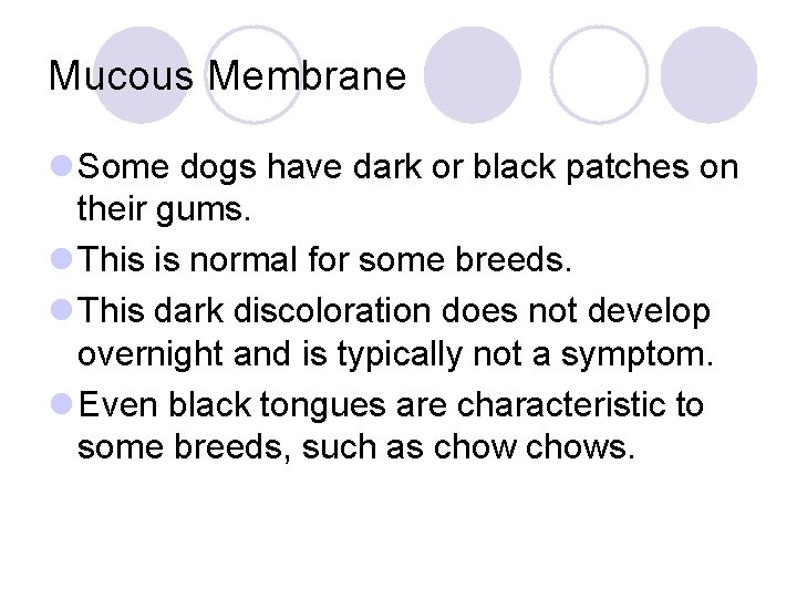 Mucous Membrane l Some dogs have dark or black patches on their gums. l