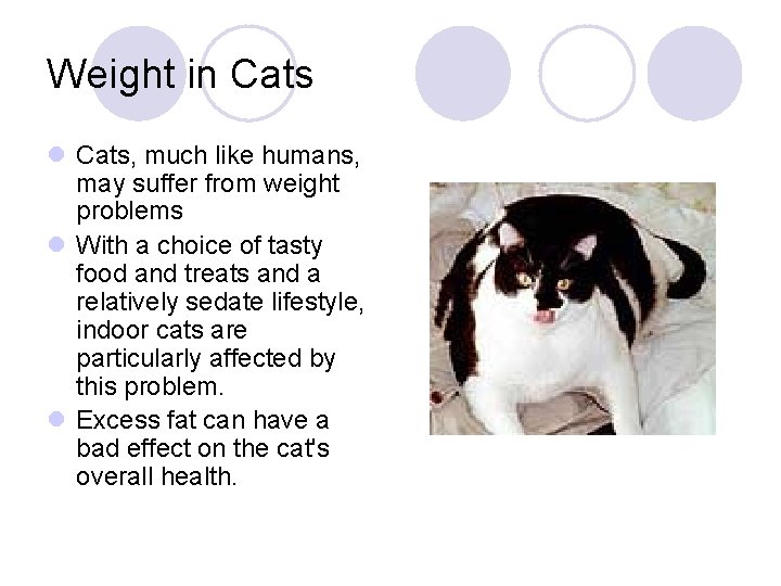 Weight in Cats l Cats, much like humans, may suffer from weight problems l