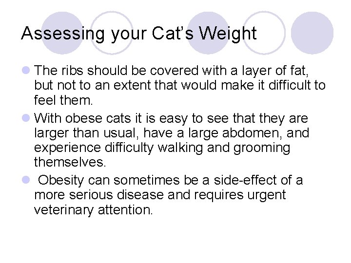 Assessing your Cat’s Weight l The ribs should be covered with a layer of