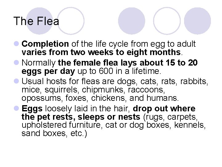 The Flea l Completion of the life cycle from egg to adult varies from