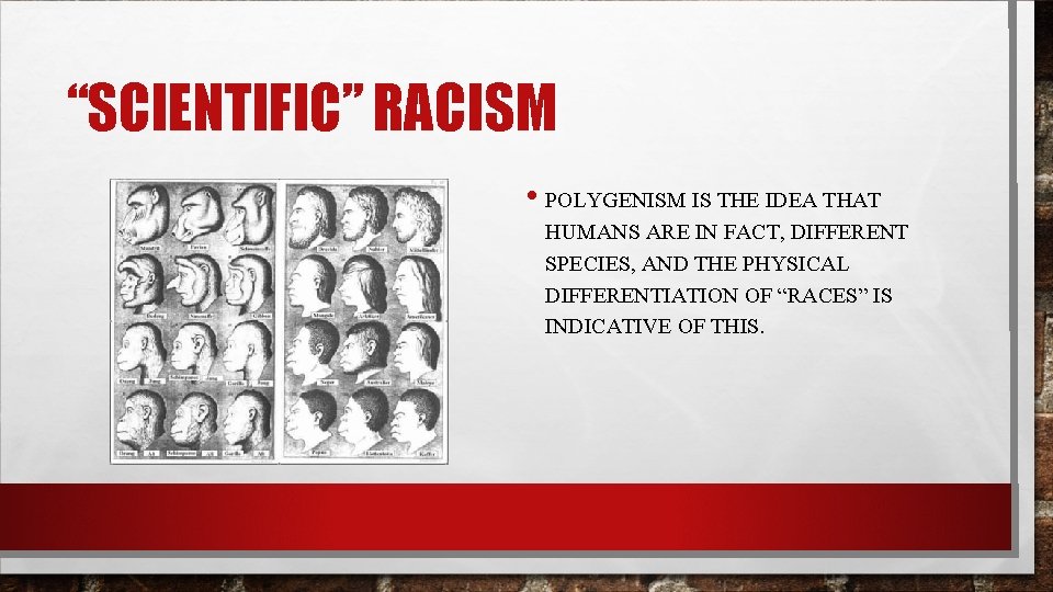 “SCIENTIFIC” RACISM • POLYGENISM IS THE IDEA THAT HUMANS ARE IN FACT, DIFFERENT SPECIES,