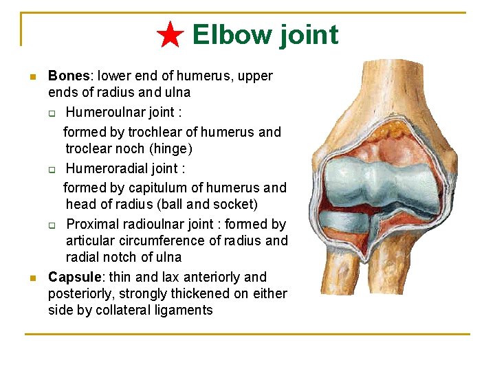 ★ Elbow joint n n Bones: lower end of humerus, upper ends of radius