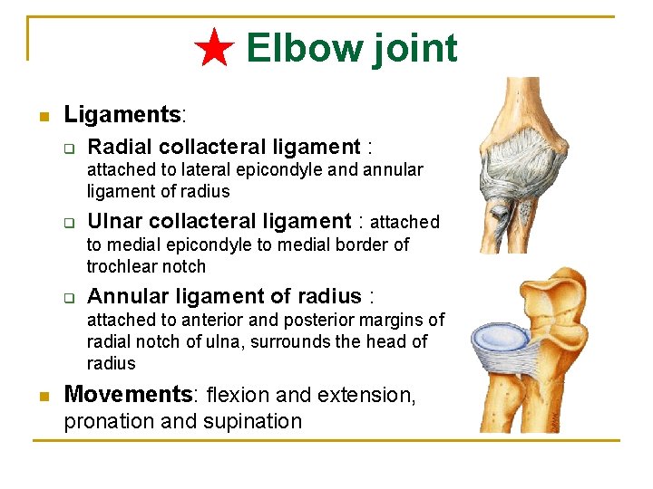 ★ Elbow joint n Ligaments: q Radial collacteral ligament : attached to lateral epicondyle